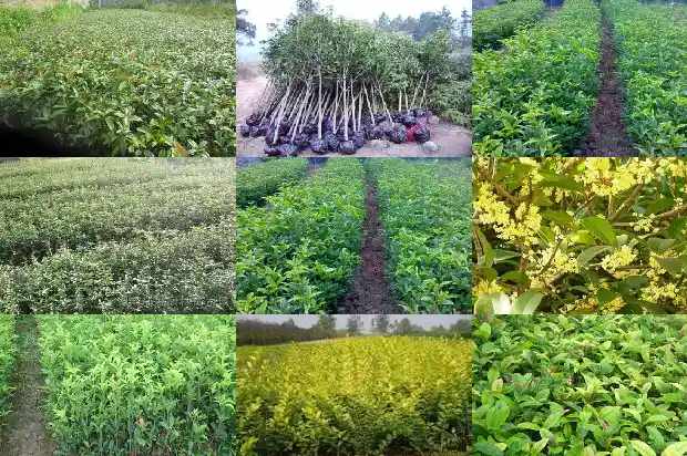 岩桂花语1686096899164