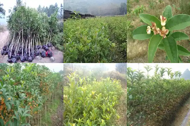 在庭院中种什么品种桂花树最好呢1688432901403