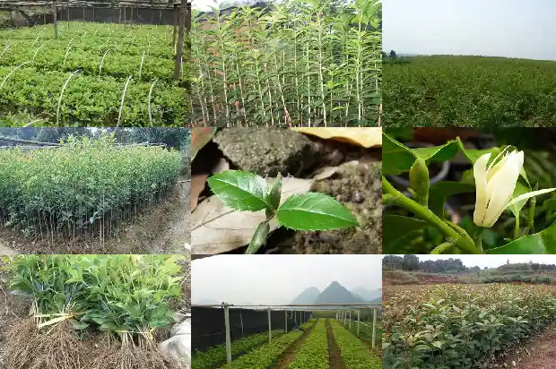 桂花叶的功效与作用 桂花叶的功效1689122119264