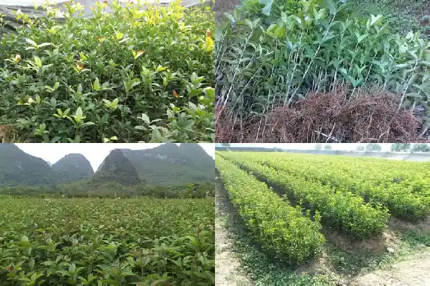 桂花树一年四季都是绿色的吗为什么1689899183322