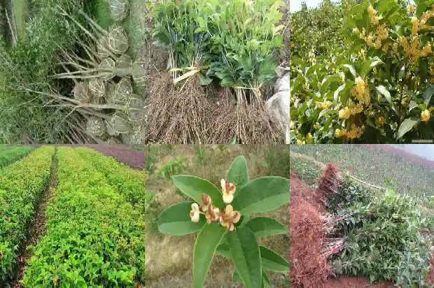 野桂花蜂蜜1686097061015