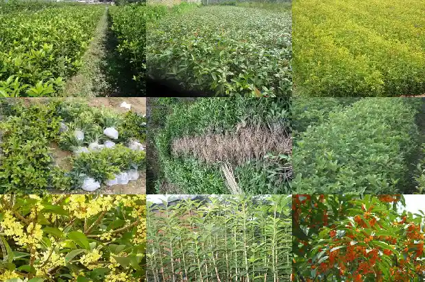 野桂花蜂蜜1686097061063