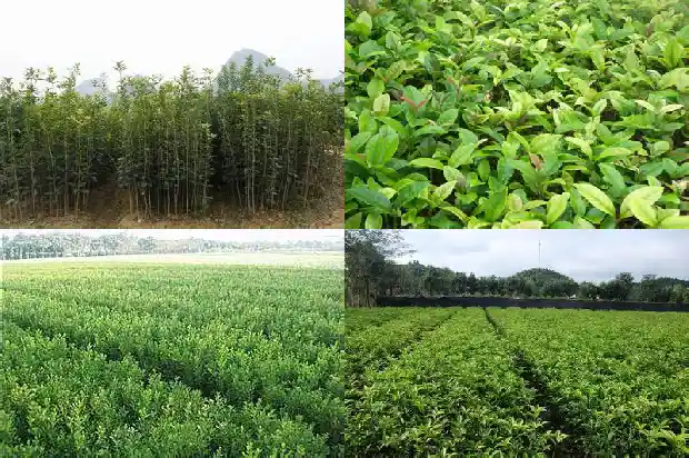 野桂花蜂蜜多少钱一斤1686097095304