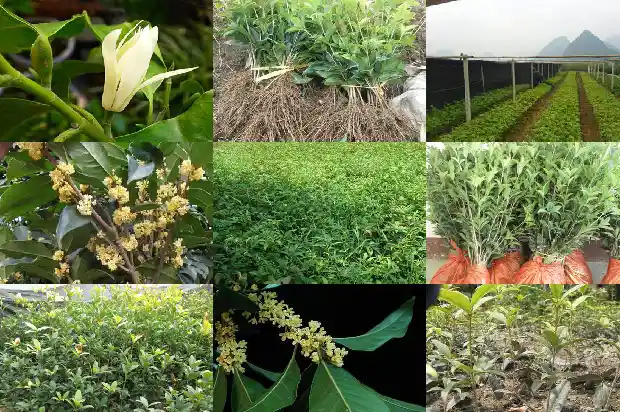野桂花蜂蜜的功效与作用及禁忌1686097148686
