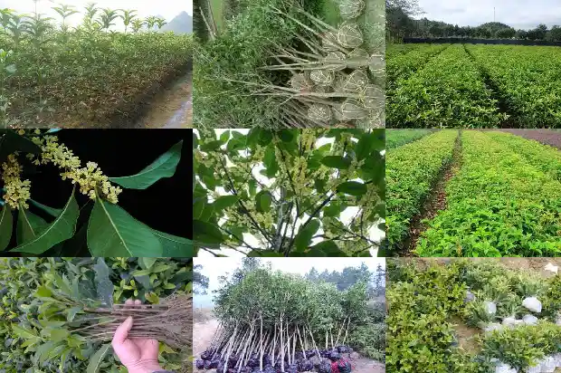 野桂花蜂蜜的功效与作用及禁忌1686097148733