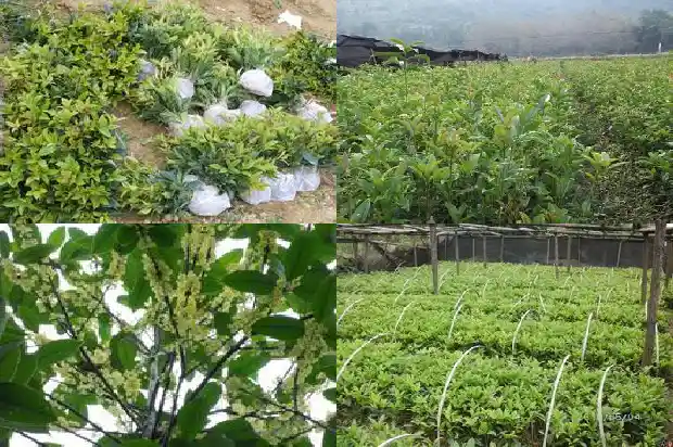 野桂花蜂蜜的功效与作用是什么1686097181515