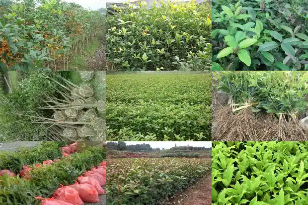 野桂花蜂蜜的功效与作用是什么1686097181610