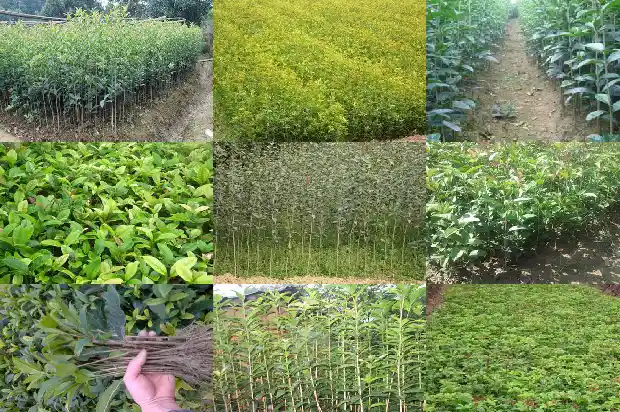 野桂花的功效与作用1686097208693