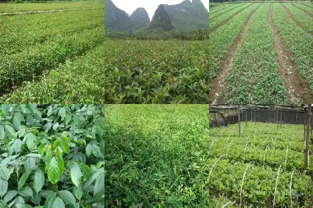 野桂花的功效与作用1686097208741