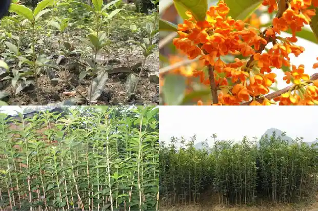 桂花树摸起来1686097230391