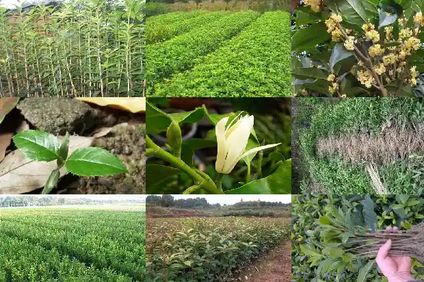 桂花树摸起来1686097230439