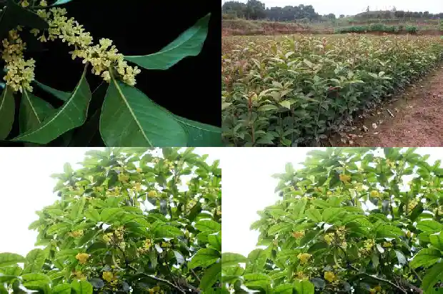 桂花树摸起来1686097230487