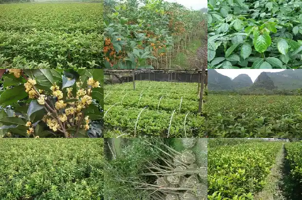 桂花树摸起来1686097230535