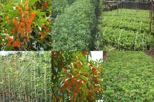 桂花高度怎么算土球1686097252578