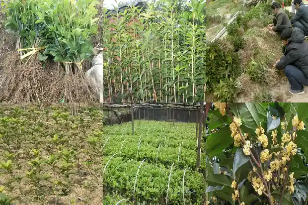 桂花高度怎么算土球1686097252625