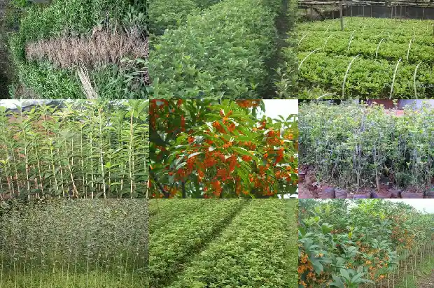 桂花高度怎么算土球1686097252671