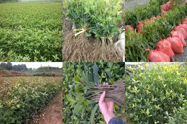 桂花适应温度1686097272541