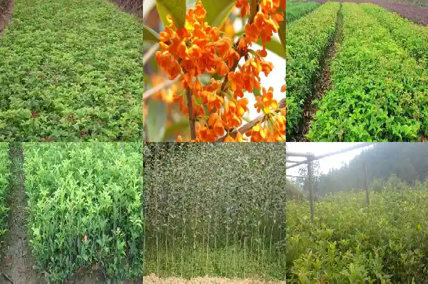桂花多少一棵1689986212720