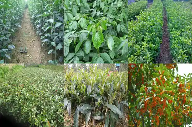 桂花树高度冠幅多少最好1686097294373