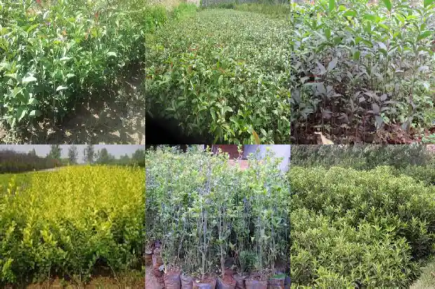 桂花树高度冠幅多少最好1686097294420
