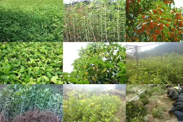 桂花树高度控制在多少度1686097316063