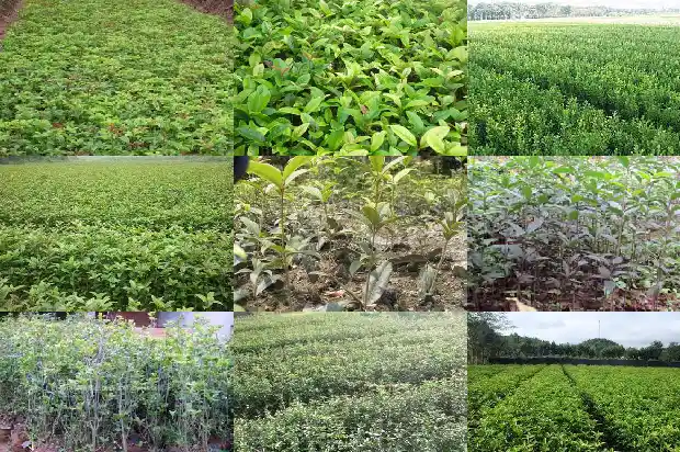桂花树高度控制在多少度1686097316158
