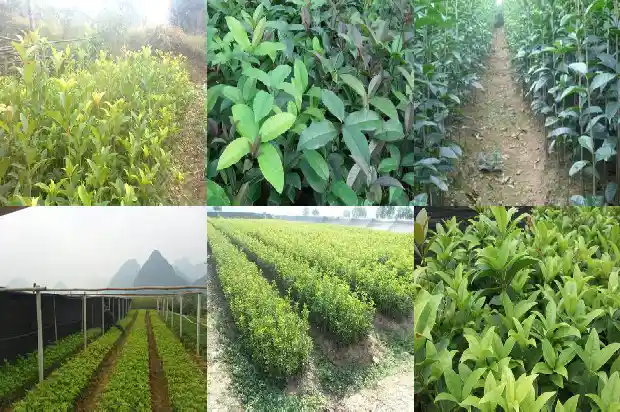 桂花树高度控制在多少厘米1686097340289