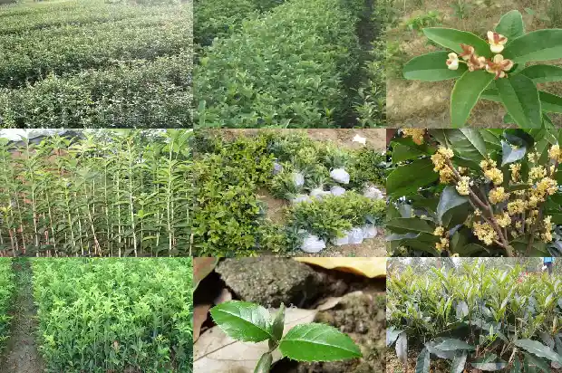 20公分桂花树的价格是多少钱一棵呢1690071788200