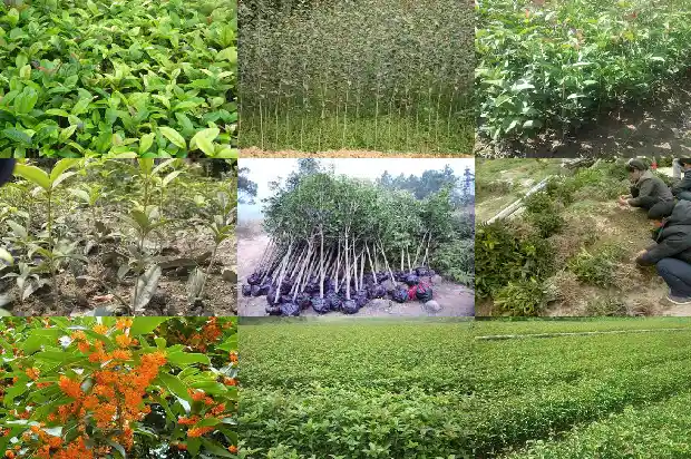 桂花树高度控制在多少厘米1686097340384