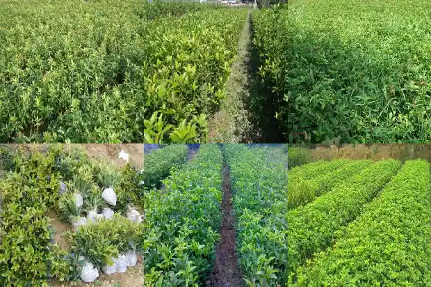 桂花树高度控制在多少厘米1686097340431