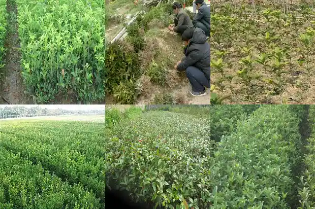 桂花树如何控制高度长度1686097358108
