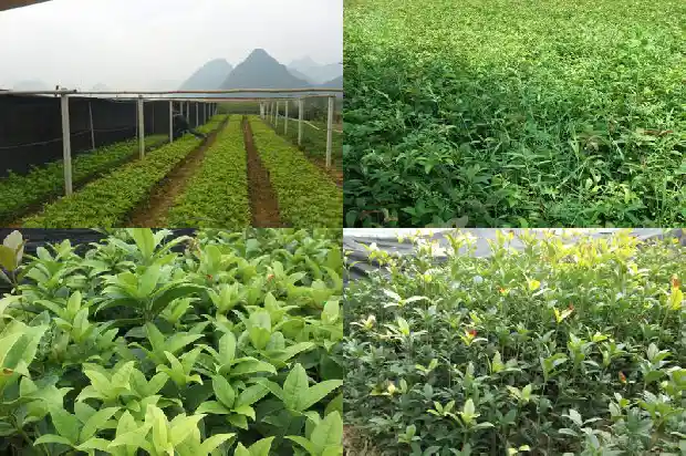桂花树如何控制高度长高1686097378244