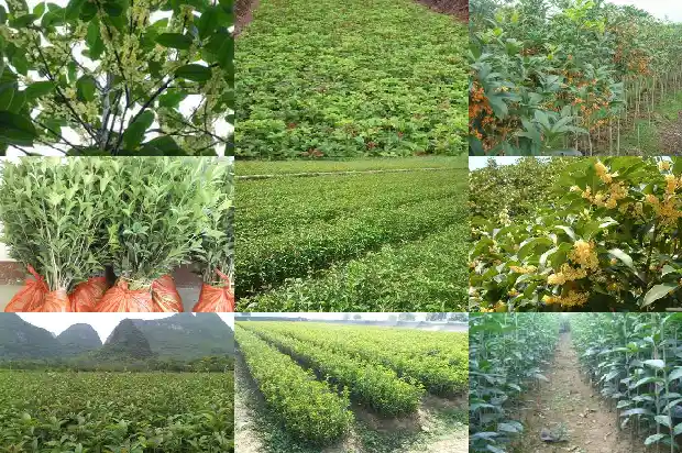 怎样控制桂花树长高的方法1686097398129