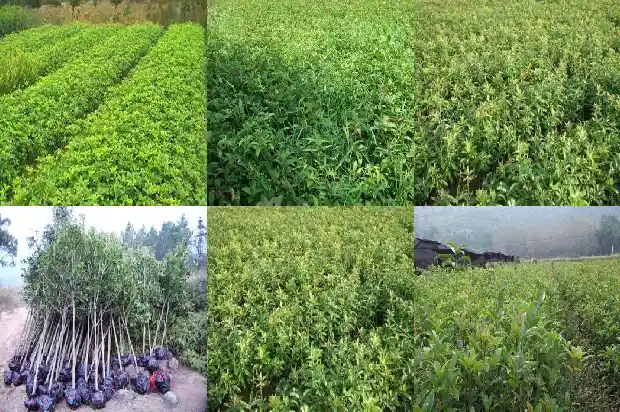 怎样控制桂花树长高的方法1686097398177