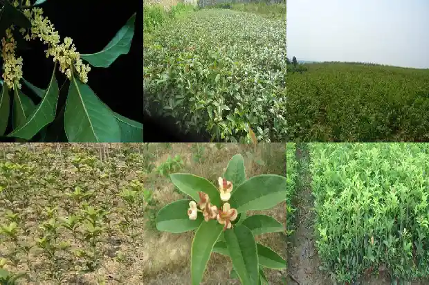 怎样控制桂花树长高的方法1686097398224