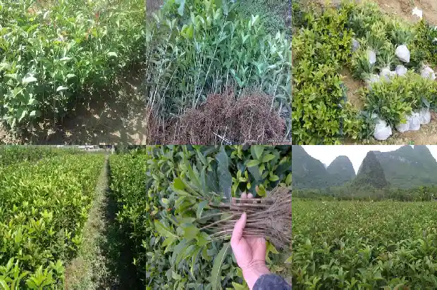 怎样让桂花树长高1686097443917