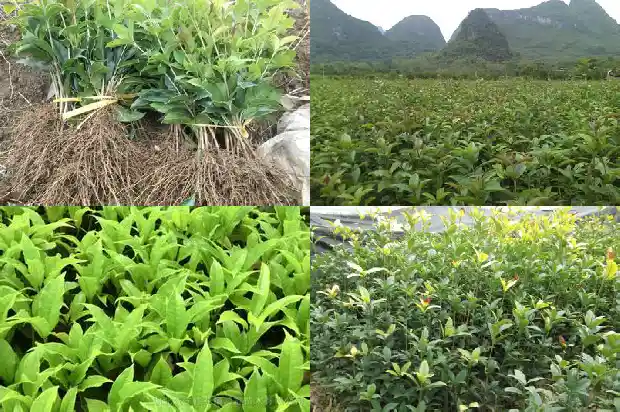 怎样让桂花树长高1686097443964
