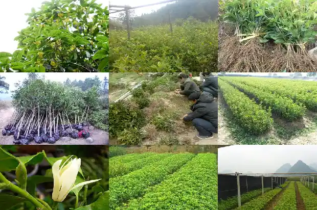 桂花树种植深度要求1686097461539