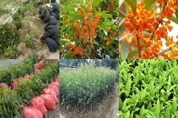 桂花香用了什么修辞手法1686097546216