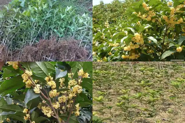 桂花香用了什么修辞手法1686097546264