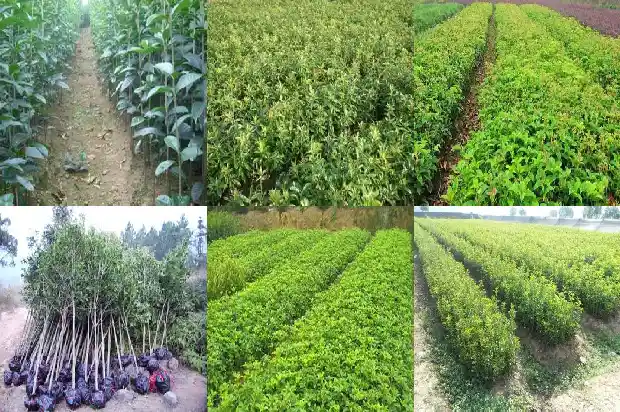 桂花香用了什么修辞手法1686097546312