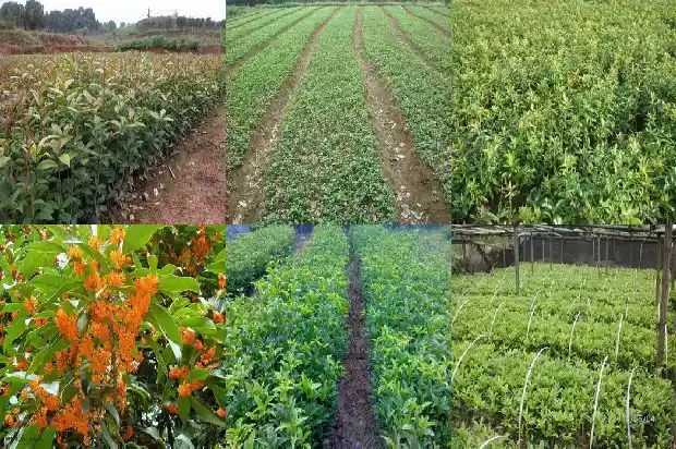 八月桂花的种植方法和技术要求1688432198818