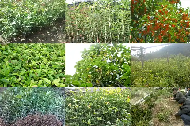 桂花香用上夸张和比喻的修辞手法把句子写具体1686097602308