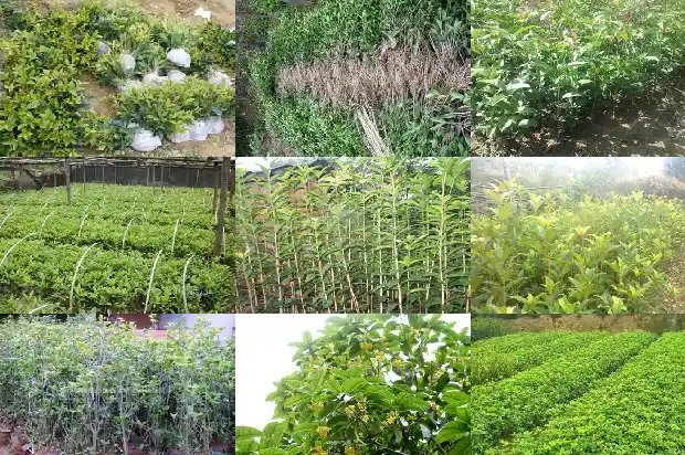 观察日记. 植物篇桂花1688948774920