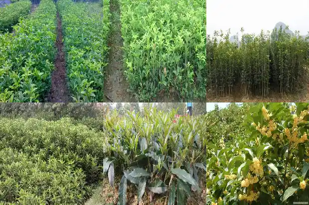 关于桂花的修辞手法的句子简短1686097648325