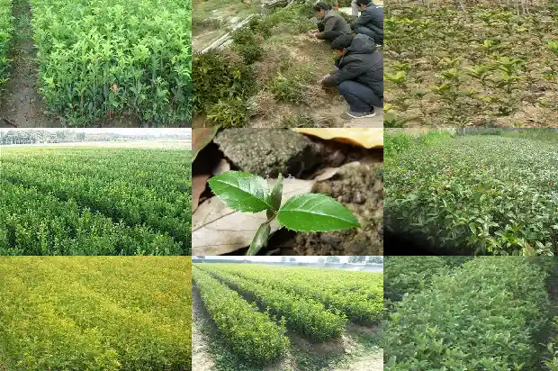 关于桂花的修辞手法的句子简短1686097648467