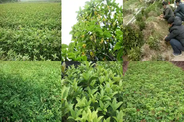 写桂花的优美句子运用比喻修辞1686097670549