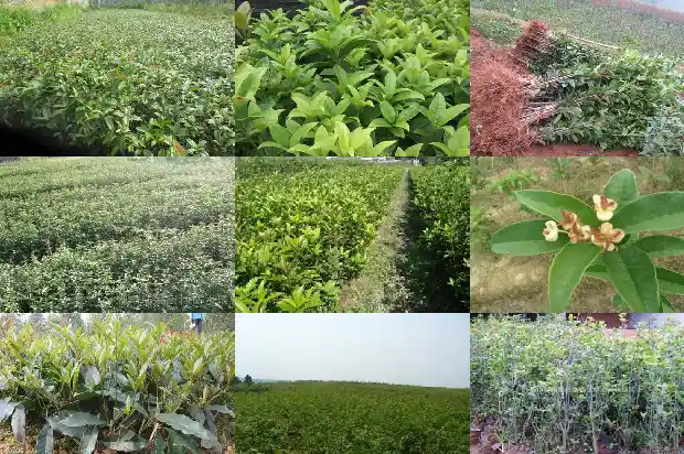 写桂花的优美句子运用比喻修辞1686097670597