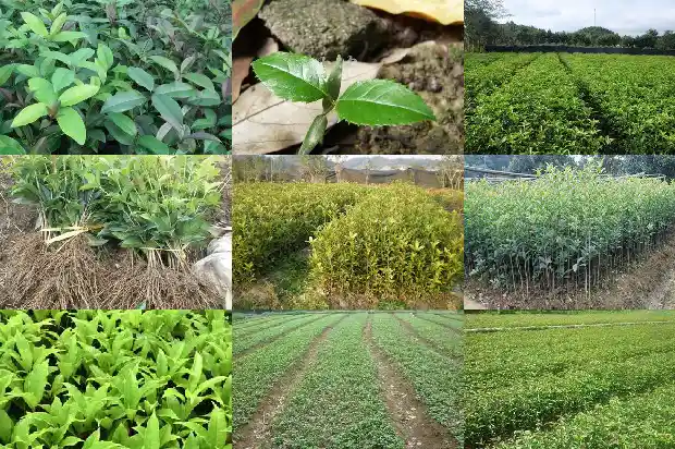 江苏桂花树苗价格表1690331418340