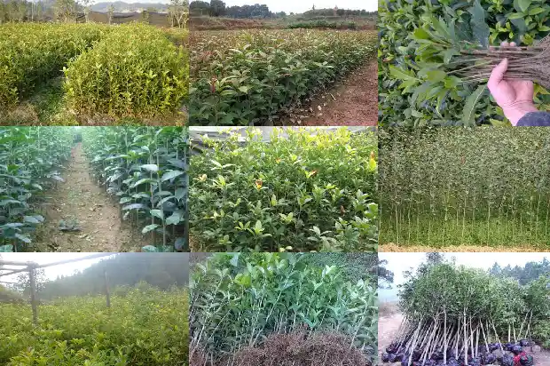 桂花天香台阁好还是日香桂花台好1690072605422
